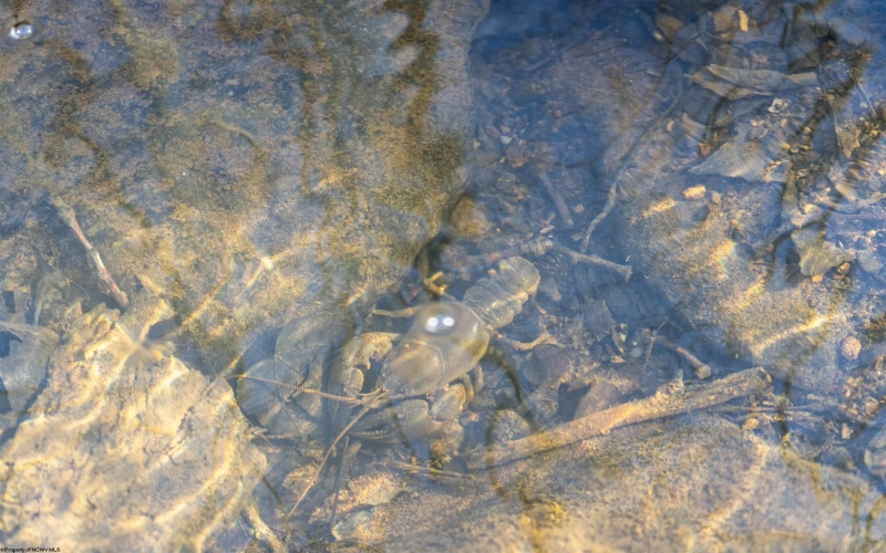 Lot 1 Frost Run, Moatsville, West Virginia 26405, ,Lots/land,For Sale,Frost,10162975