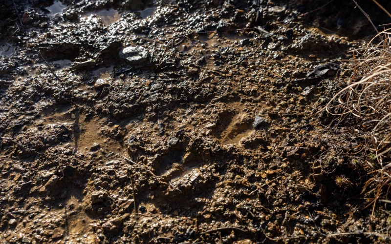 Lot 1 Frost Run, Moatsville, West Virginia 26405, ,Lots/land,For Sale,Frost,10162975