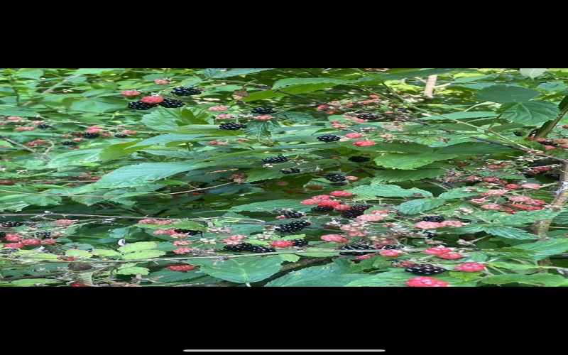 3368 Owl Creek Road, Morgantown, West Virginia 26508, 3 Bedrooms Bedrooms, 6 Rooms Rooms,2 BathroomsBathrooms,Single Family Detached,For Sale,Owl Creek,10162980 3368 Owl Creek Road, Morgantown, West Virginia 26508, 3 Bedrooms Bedrooms, 6 Rooms Rooms,2 BathroomsBathrooms,Single Family Detached,For Sale,Owl Creek,10162980