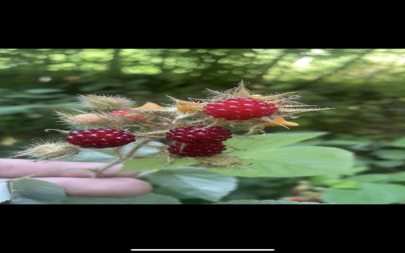 3368 Owl Creek Road, Morgantown, West Virginia 26508, 3 Bedrooms Bedrooms, 6 Rooms Rooms,2 BathroomsBathrooms,Single Family Detached,For Sale,Owl Creek,10162980 3368 Owl Creek Road, Morgantown, West Virginia 26508, 3 Bedrooms Bedrooms, 6 Rooms Rooms,2 BathroomsBathrooms,Single Family Detached,For Sale,Owl Creek,10162980