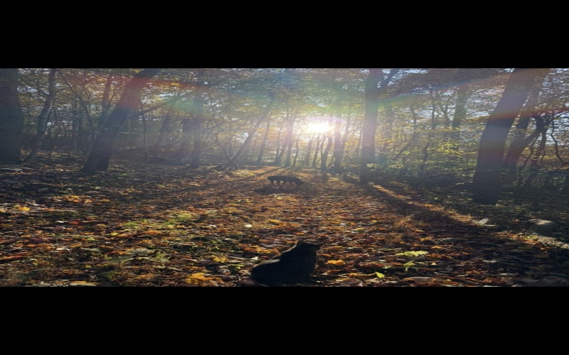 3368 Owl Creek Road, Morgantown, West Virginia 26508, 3 Bedrooms Bedrooms, 6 Rooms Rooms,2 BathroomsBathrooms,Single Family Detached,For Sale,Owl Creek,10162980 3368 Owl Creek Road, Morgantown, West Virginia 26508, 3 Bedrooms Bedrooms, 6 Rooms Rooms,2 BathroomsBathrooms,Single Family Detached,For Sale,Owl Creek,10162980