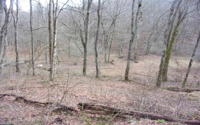 2347 Salt Lick Road, Montrose, West Virginia 26283, ,Lots/land,For Sale,Salt Lick,10163005 2347 Salt Lick Road, Montrose, West Virginia 26283, ,Lots/land,For Sale,Salt Lick,10163005