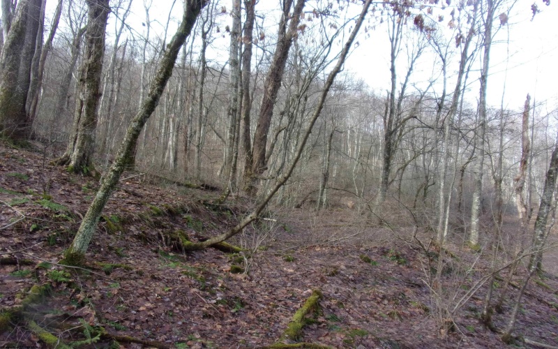 2347 Salt Lick Road, Montrose, West Virginia 26283, ,Lots/land,For Sale,Salt Lick,10163005 2347 Salt Lick Road, Montrose, West Virginia 26283, ,Lots/land,For Sale,Salt Lick,10163005