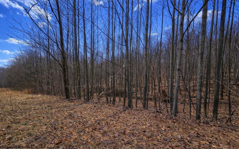 2110 Teter Creek Road, Belington, West Virginia 26250, ,Lots/land,For Sale,Teter Creek,10163032