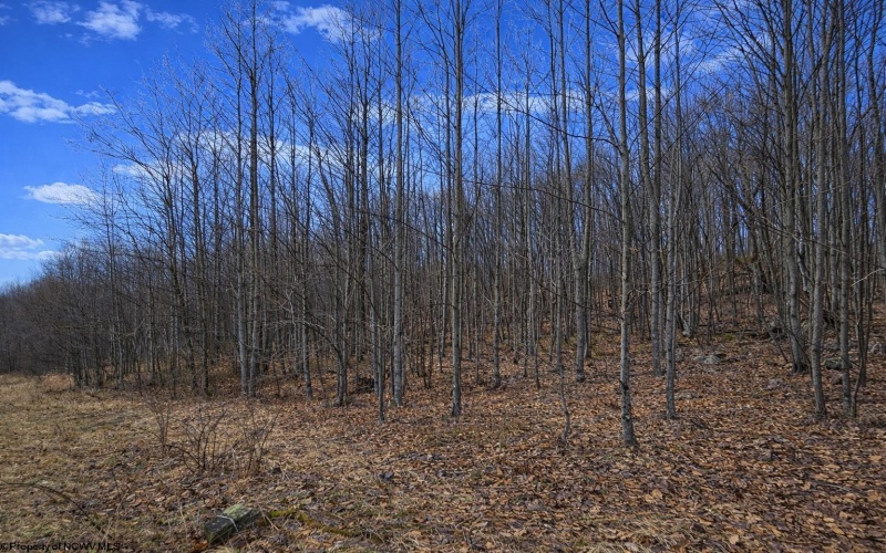 2110 Teter Creek Road, Belington, West Virginia 26250, ,Lots/land,For Sale,Teter Creek,10163032