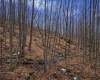 2110 Teter Creek Road, Belington, West Virginia 26250, ,Lots/land,For Sale,Teter Creek,10163032