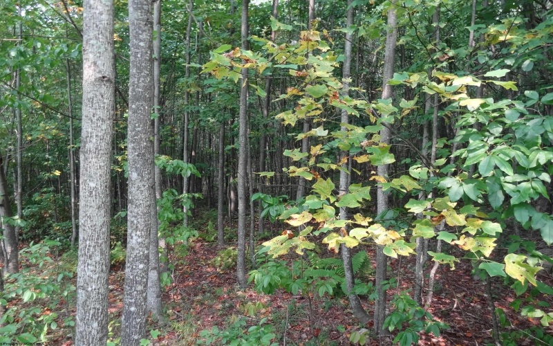 2110 Teter Creek Road, Belington, West Virginia 26250, ,Lots/land,For Sale,Teter Creek,10163032