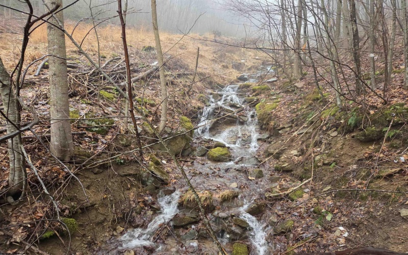 3101 Teter Creek Road, Belington, West Virginia 26250, ,Lots/land,For Sale,Teter Creek,10163036