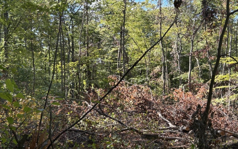 Lot 4 Crane School Road, Terra Alta, West Virginia 26764, ,Lots/land,For Sale,Crane School,10163047