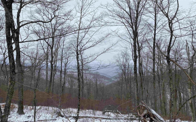 TBD Stemple Ridge Road, Aurora, West Virginia 26705, ,Lots/land,For Sale,Stemple Ridge,10163057