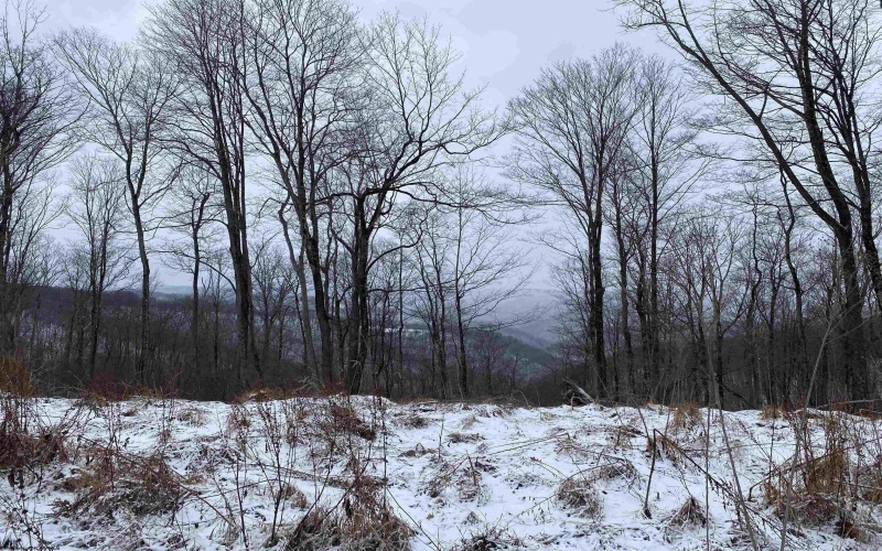 TBD Stemple Ridge Road, Aurora, West Virginia 26705, ,Lots/land,For Sale,Stemple Ridge,10163057