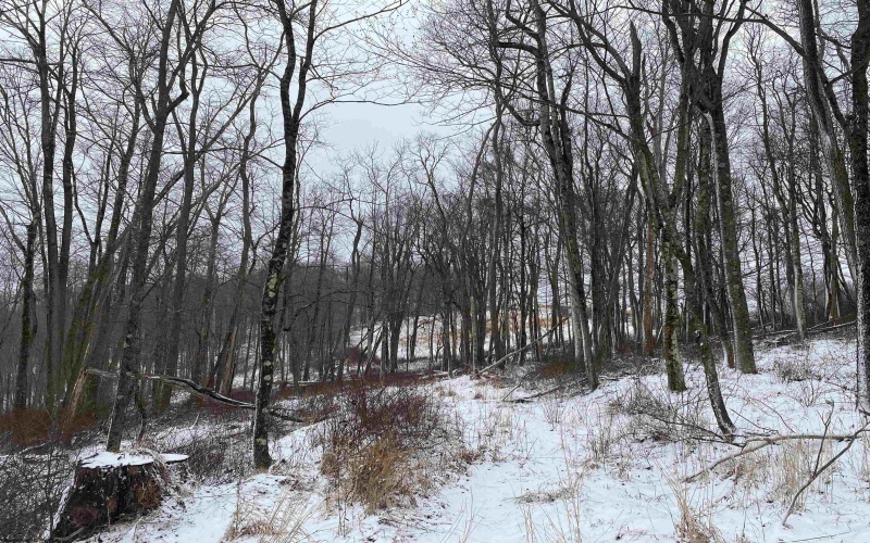 TBD Stemple Ridge Road, Aurora, West Virginia 26705, ,Lots/land,For Sale,Stemple Ridge,10163057