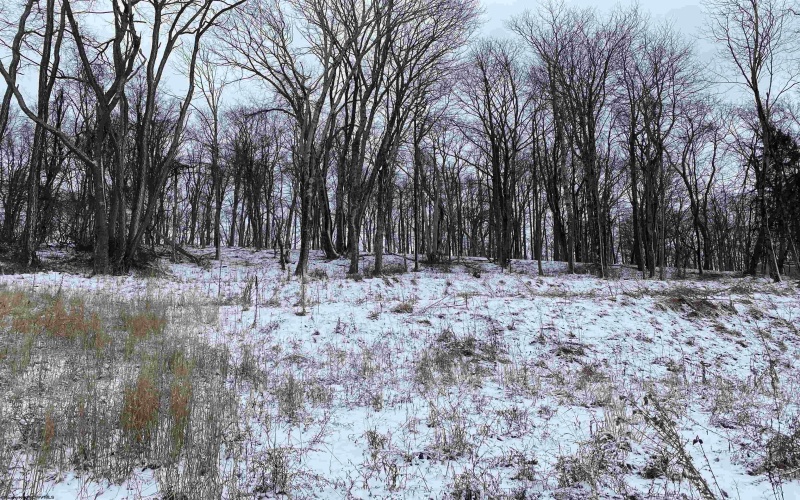 TBD Stemple Ridge Road, Aurora, West Virginia 26705, ,Lots/land,For Sale,Stemple Ridge,10163057