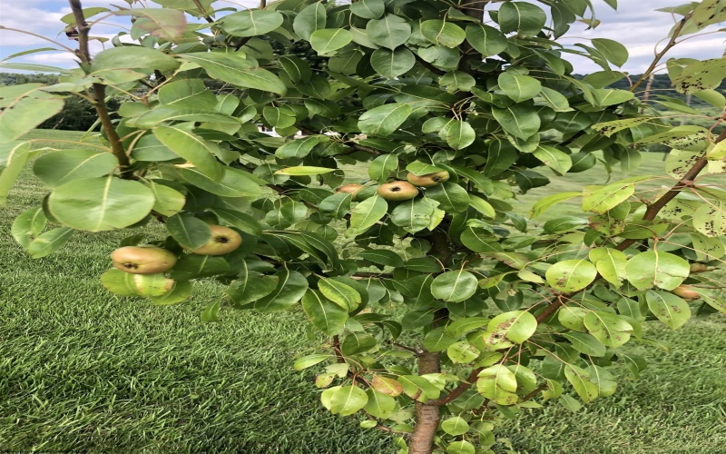 20 Blue Quill Road, Bridgeport, West Virginia 26330, 4 Bedrooms Bedrooms, 11 Rooms Rooms,4 BathroomsBathrooms,Single Family Detached,For Sale,Blue Quill,10163090