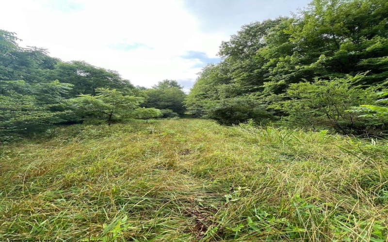 TBD Glassworks Road, Buckhannon, West Virginia 26201, ,Lots/land,For Sale,Glassworks,10163099