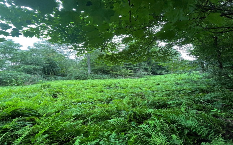 TBD Glassworks Road, Buckhannon, West Virginia 26201, ,Lots/land,For Sale,Glassworks,10163099