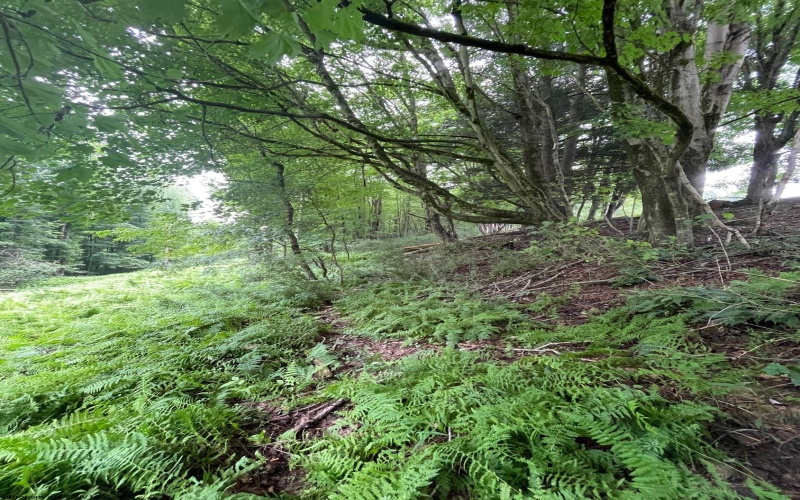 TBD Glassworks Road, Buckhannon, West Virginia 26201, ,Lots/land,For Sale,Glassworks,10163099