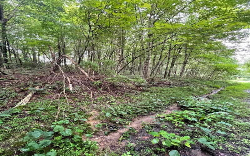 TBD Glassworks Road, Buckhannon, West Virginia 26201, ,Lots/land,For Sale,Glassworks,10163099