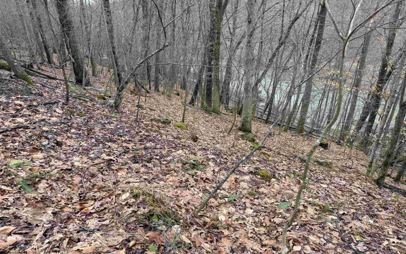 TBD Carrolton Road, Volga, West Virginia 26238, ,Lots/land,For Sale,Carrolton,10163126
