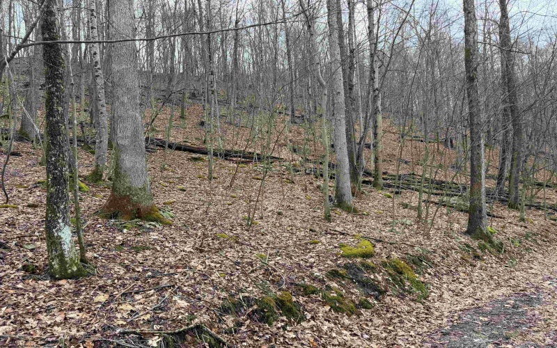 TBD Carrolton Road, Volga, West Virginia 26238, ,Lots/land,For Sale,Carrolton,10163126