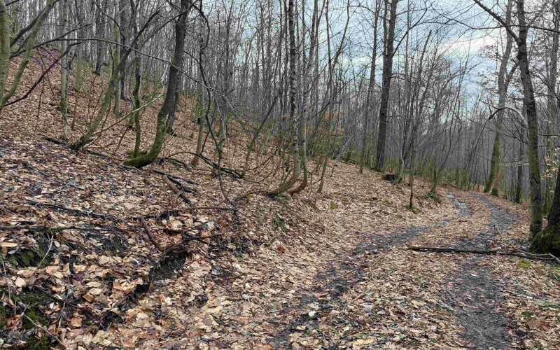 TBD Carrolton Road, Volga, West Virginia 26238, ,Lots/land,For Sale,Carrolton,10163126