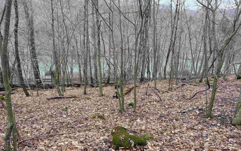 TBD Carrolton Road, Volga, West Virginia 26238, ,Lots/land,For Sale,Carrolton,10163126