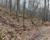 TBD Carrolton Road, Volga, West Virginia 26238, ,Lots/land,For Sale,Carrolton,10163126