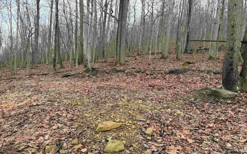 TBD Carrolton Road, Volga, West Virginia 26238, ,Lots/land,For Sale,Carrolton,10163126