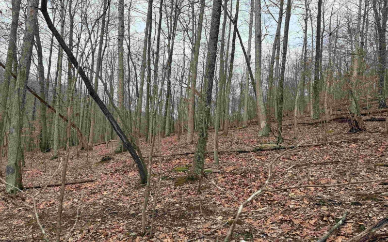 TBD Carrolton Road, Volga, West Virginia 26238, ,Lots/land,For Sale,Carrolton,10163126