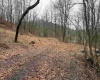 TBD Carrolton Road, Volga, West Virginia 26238, ,Lots/land,For Sale,Carrolton,10163126