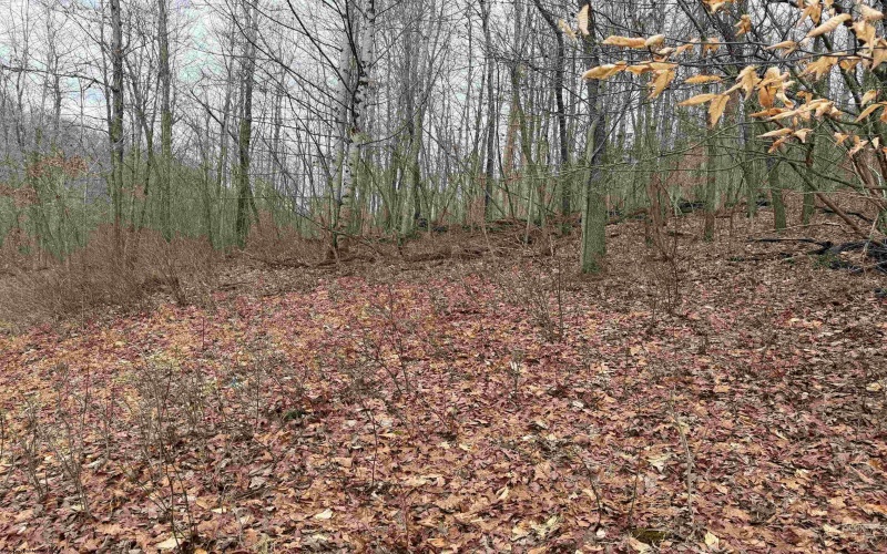 TBD Carrolton Road, Volga, West Virginia 26238, ,Lots/land,For Sale,Carrolton,10163126