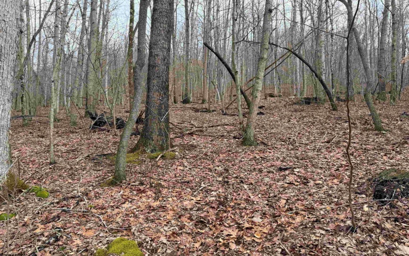 TBD Carrolton Road, Volga, West Virginia 26238, ,Lots/land,For Sale,Carrolton,10163126