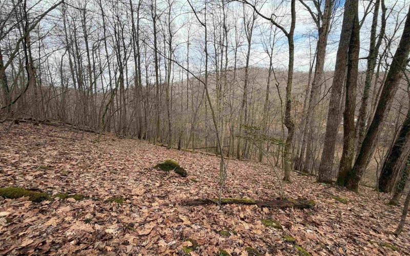 TBD Carrolton Road, Volga, West Virginia 26238, ,Lots/land,For Sale,Carrolton,10163126