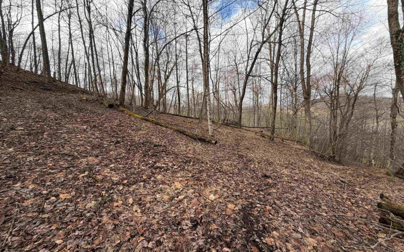 TBD Carrolton Road, Volga, West Virginia 26238, ,Lots/land,For Sale,Carrolton,10163126