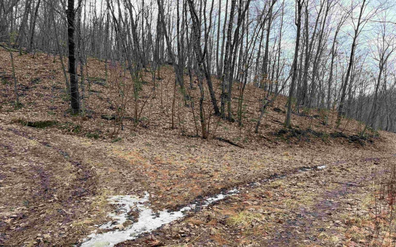 TBD Carrolton Road, Volga, West Virginia 26238, ,Lots/land,For Sale,Carrolton,10163126