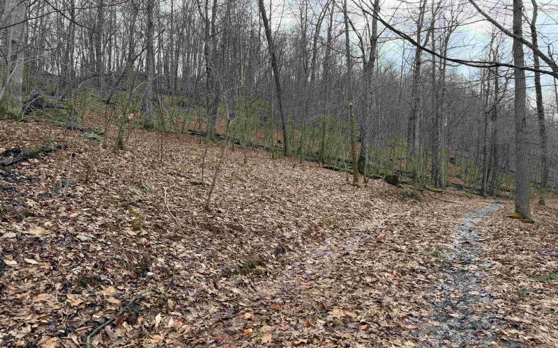 TBD Carrolton Road, Volga, West Virginia 26238, ,Lots/land,For Sale,Carrolton,10163126