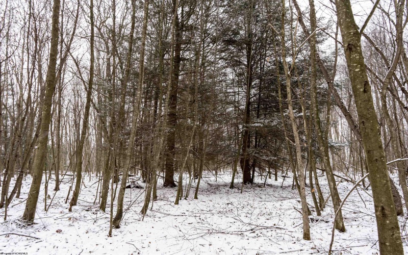 Lot 1 Shady Grove Road, Bruceton Mills, West Virginia 26525, ,Lots/land,For Sale,Shady Grove,10163123 Lot 1 Shady Grove Road, Bruceton Mills, West Virginia 26525, ,Lots/land,For Sale,Shady Grove,10163123