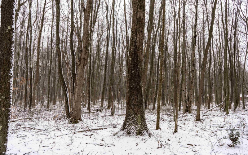 Lot 1 Shady Grove Road, Bruceton Mills, West Virginia 26525, ,Lots/land,For Sale,Shady Grove,10163123 Lot 1 Shady Grove Road, Bruceton Mills, West Virginia 26525, ,Lots/land,For Sale,Shady Grove,10163123