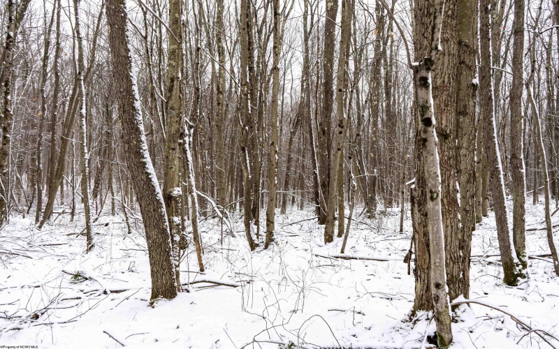 Lot 1 Shady Grove Road, Bruceton Mills, West Virginia 26525, ,Lots/land,For Sale,Shady Grove,10163123 Lot 1 Shady Grove Road, Bruceton Mills, West Virginia 26525, ,Lots/land,For Sale,Shady Grove,10163123