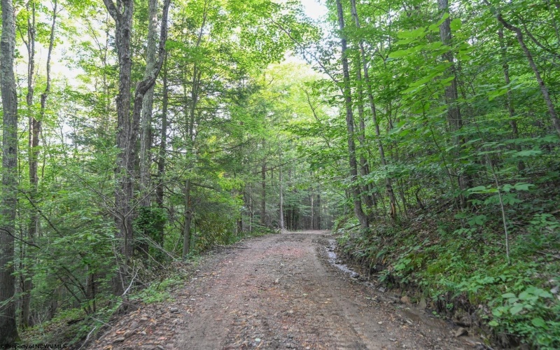 TBD Rte. 50 Highway, Gormania, West Virginia 26720, ,Lots/land,For Sale,Rte. 50,10163154 TBD Rte. 50 Highway, Gormania, West Virginia 26720, ,Lots/land,For Sale,Rte. 50,10163154