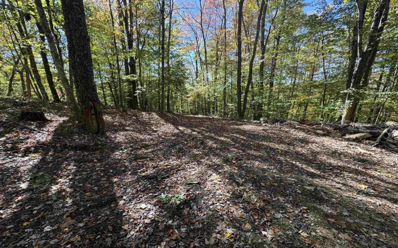 TRACT 3 ISNER Run, Elkins, West Virginia 26241, ,Lots/land,For Sale,ISNER,10163170
