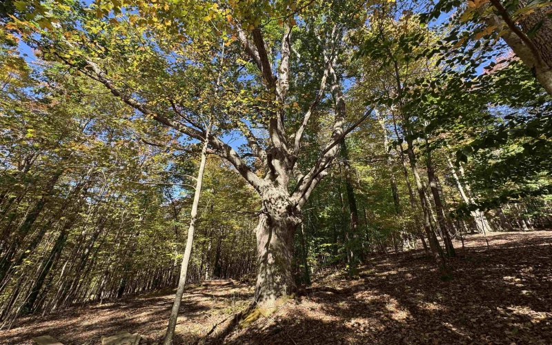 TRACT 3 ISNER Run, Elkins, West Virginia 26241, ,Lots/land,For Sale,ISNER,10163170