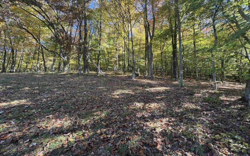 TRACT 3 ISNER Run, Elkins, West Virginia 26241, ,Lots/land,For Sale,ISNER,10163170