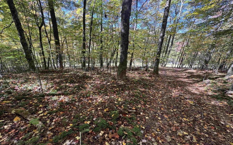 TRACT 3 ISNER Run, Elkins, West Virginia 26241, ,Lots/land,For Sale,ISNER,10163170