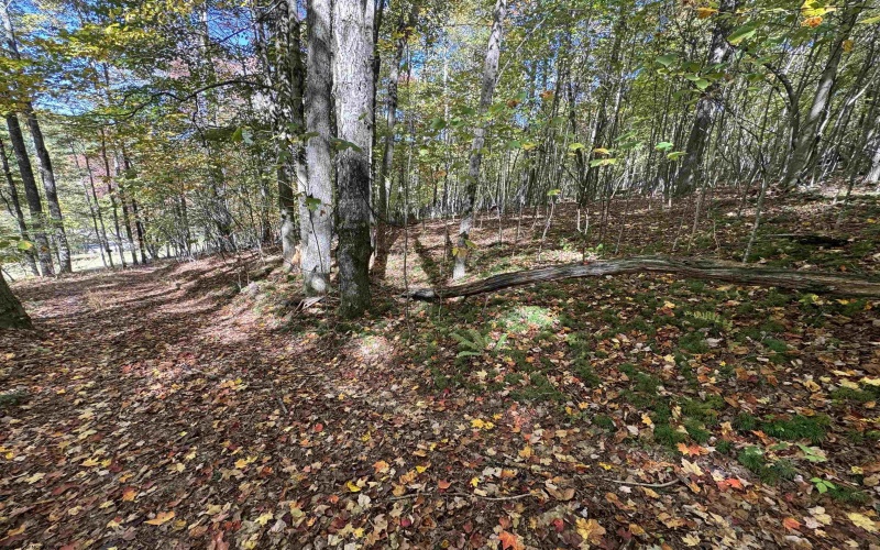 TRACT 3 ISNER Run, Elkins, West Virginia 26241, ,Lots/land,For Sale,ISNER,10163170