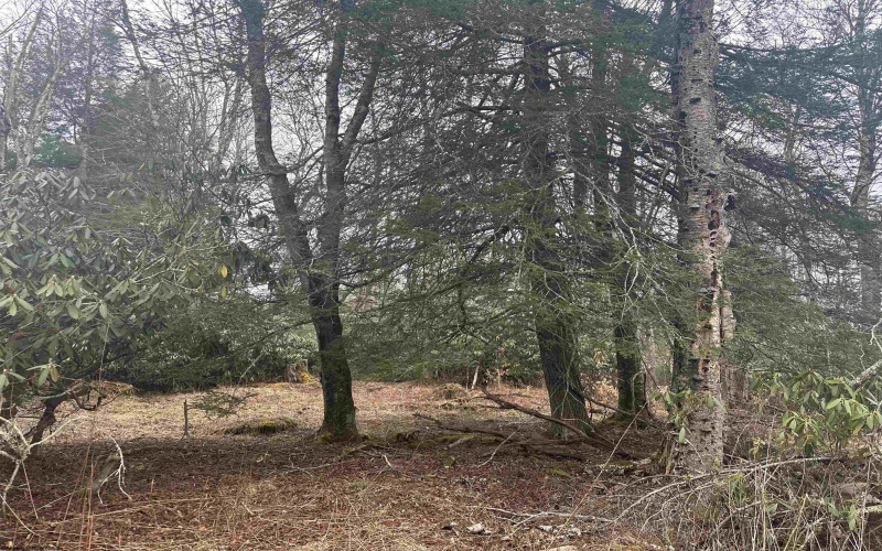 Lot 4 Medici Lane, Davis, West Virginia 26260, ,Lots/land,For Sale,Medici,10153531 Lot 4 Medici Lane, Davis, West Virginia 26260, ,Lots/land,For Sale,Medici,10153531