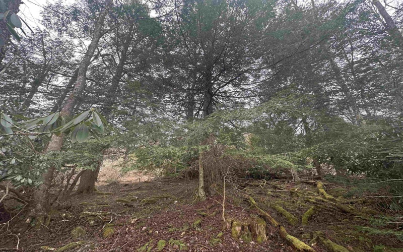 Lot 4 Medici Lane, Davis, West Virginia 26260, ,Lots/land,For Sale,Medici,10153531 Lot 4 Medici Lane, Davis, West Virginia 26260, ,Lots/land,For Sale,Medici,10153531