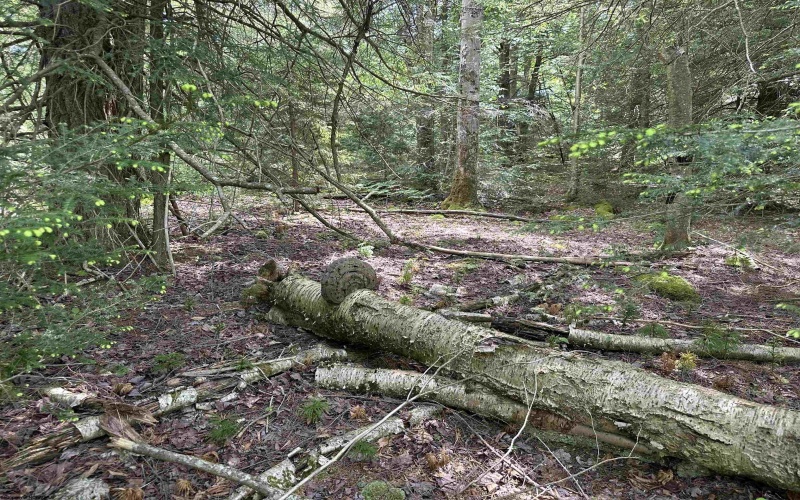 Lot 96 Gondola Court, Davis, West Virginia 26260, ,Lots/land,For Sale,Gondola,10154433 Lot 96 Gondola Court, Davis, West Virginia 26260, ,Lots/land,For Sale,Gondola,10154433