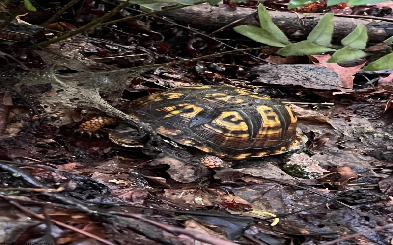 Lot 17, 18 &19 Poplar Drive, Grafton, West Virginia 26354, ,Lots/land,For Sale,Poplar,10163264