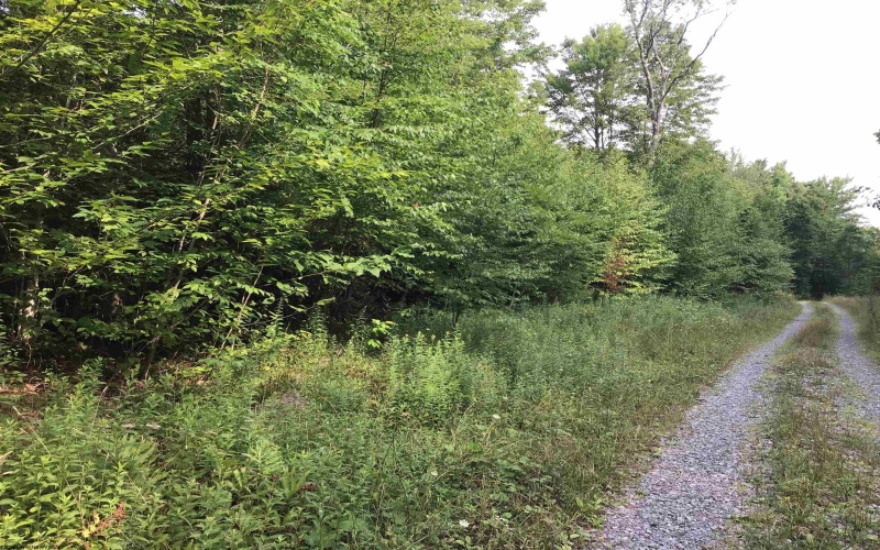 Lot 332 Pisa Place, Davis, West Virginia 26260, ,Lots/land,For Sale,Pisa,10155518
